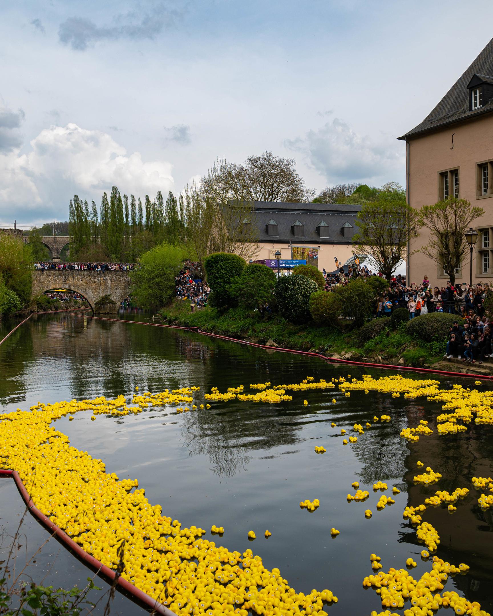 16 000 ducks will float down the River Alzette on Saturday 29 April 