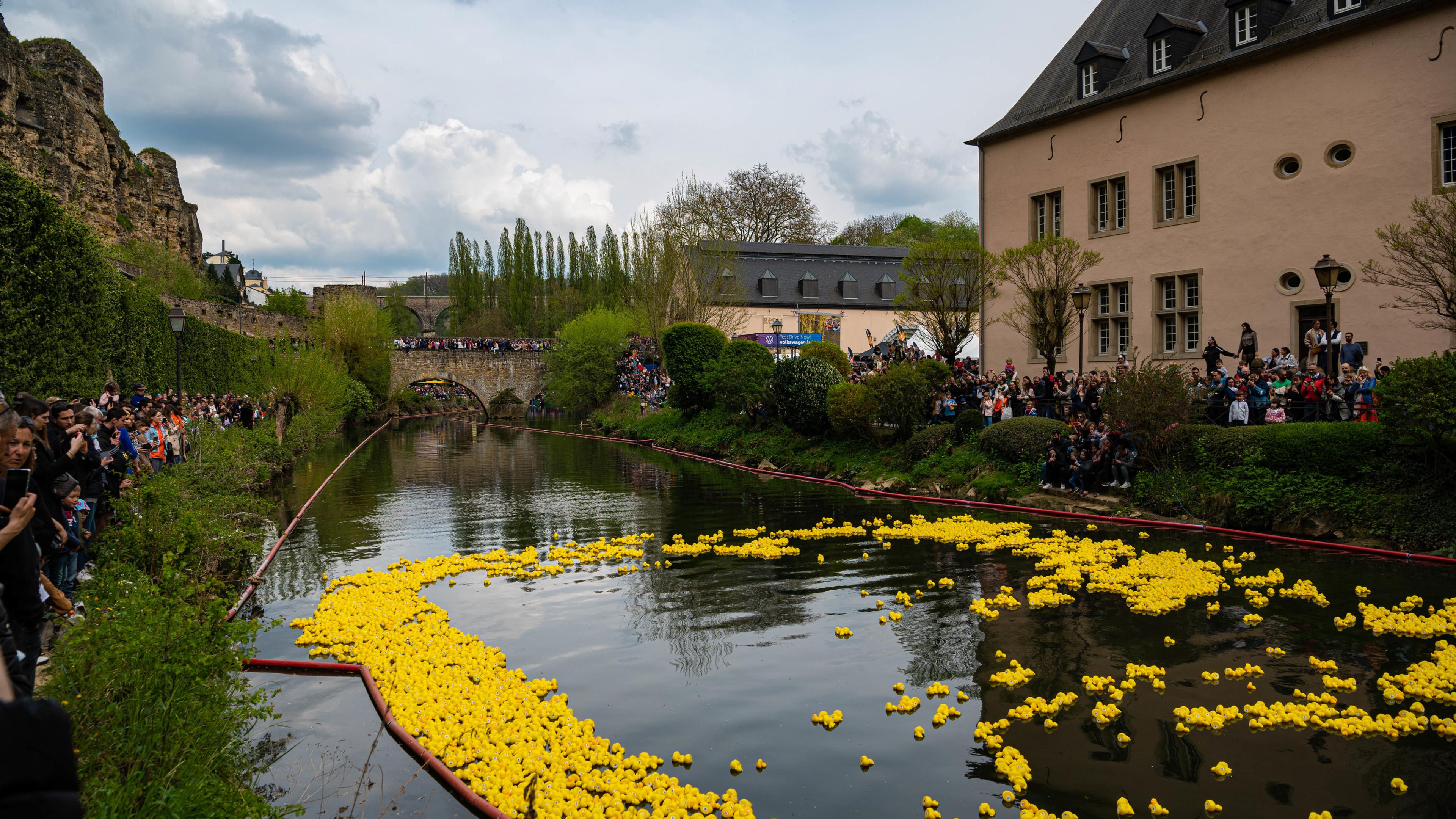 16,000 ducks will float down the River Alzette on Saturday 20 April 