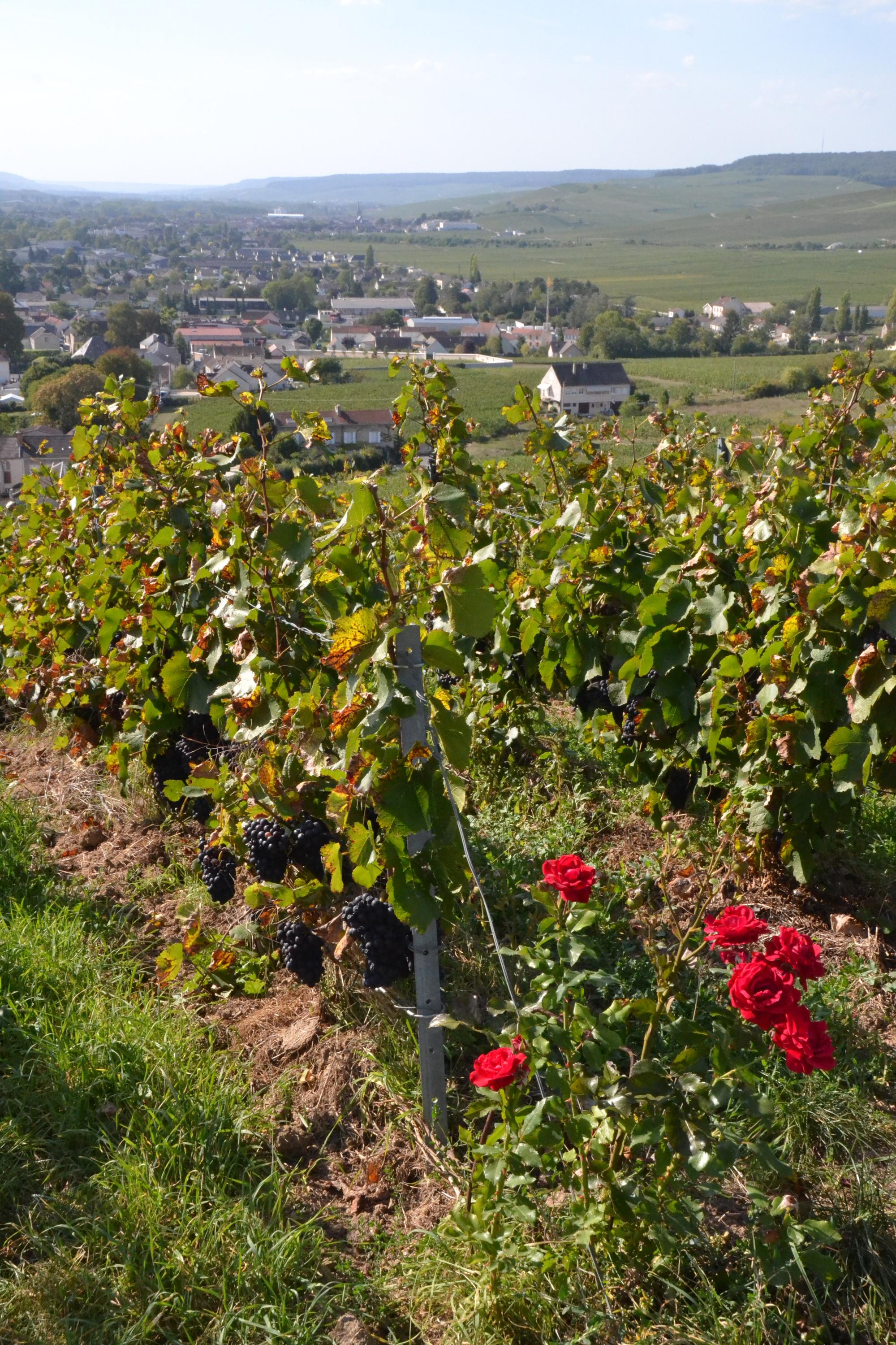 Champagne producers helped by 'revenge pleasure' now hurt by inflation