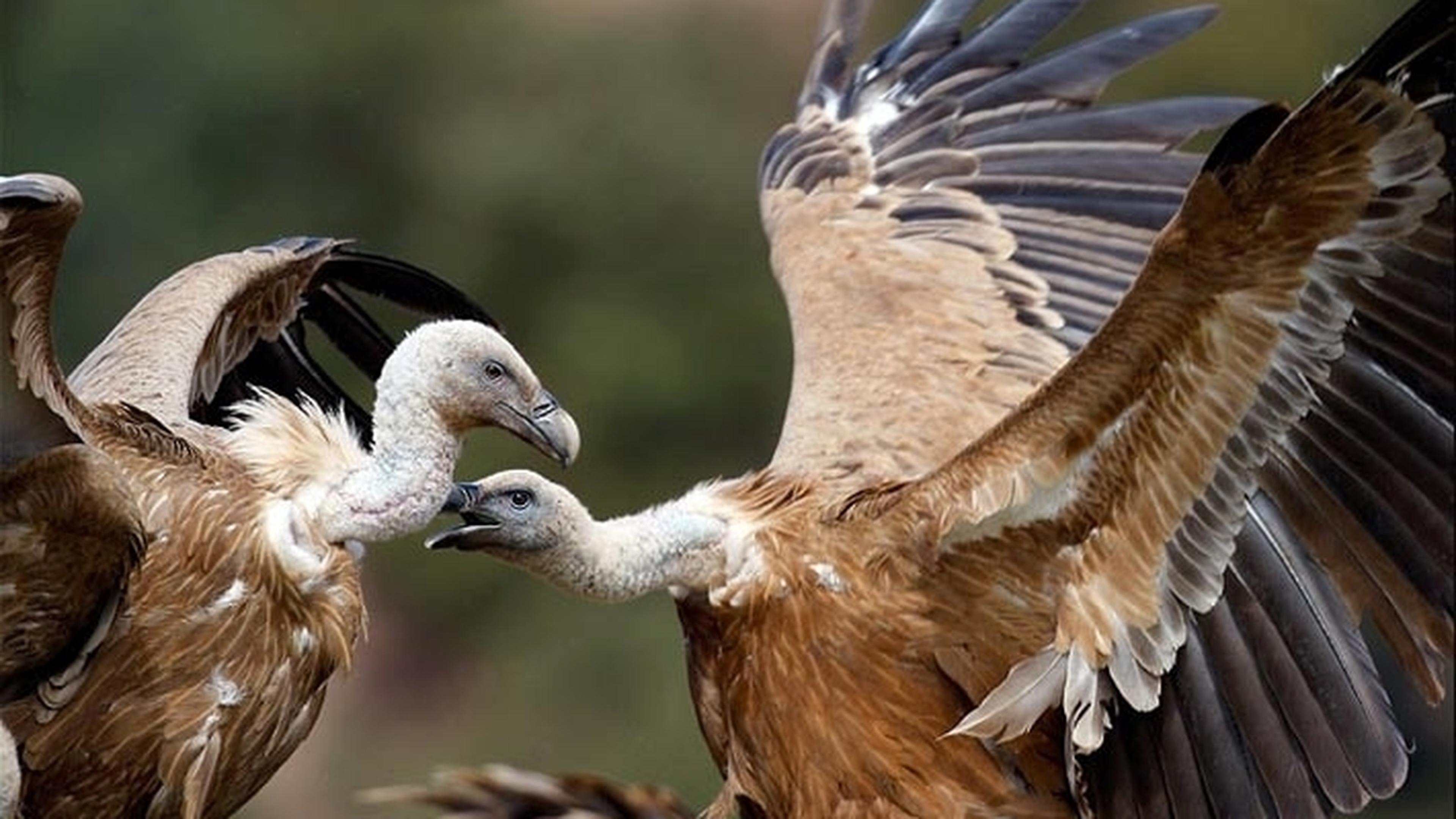 Gay vulture couple adopts egg in German zoo | Luxembourg Times