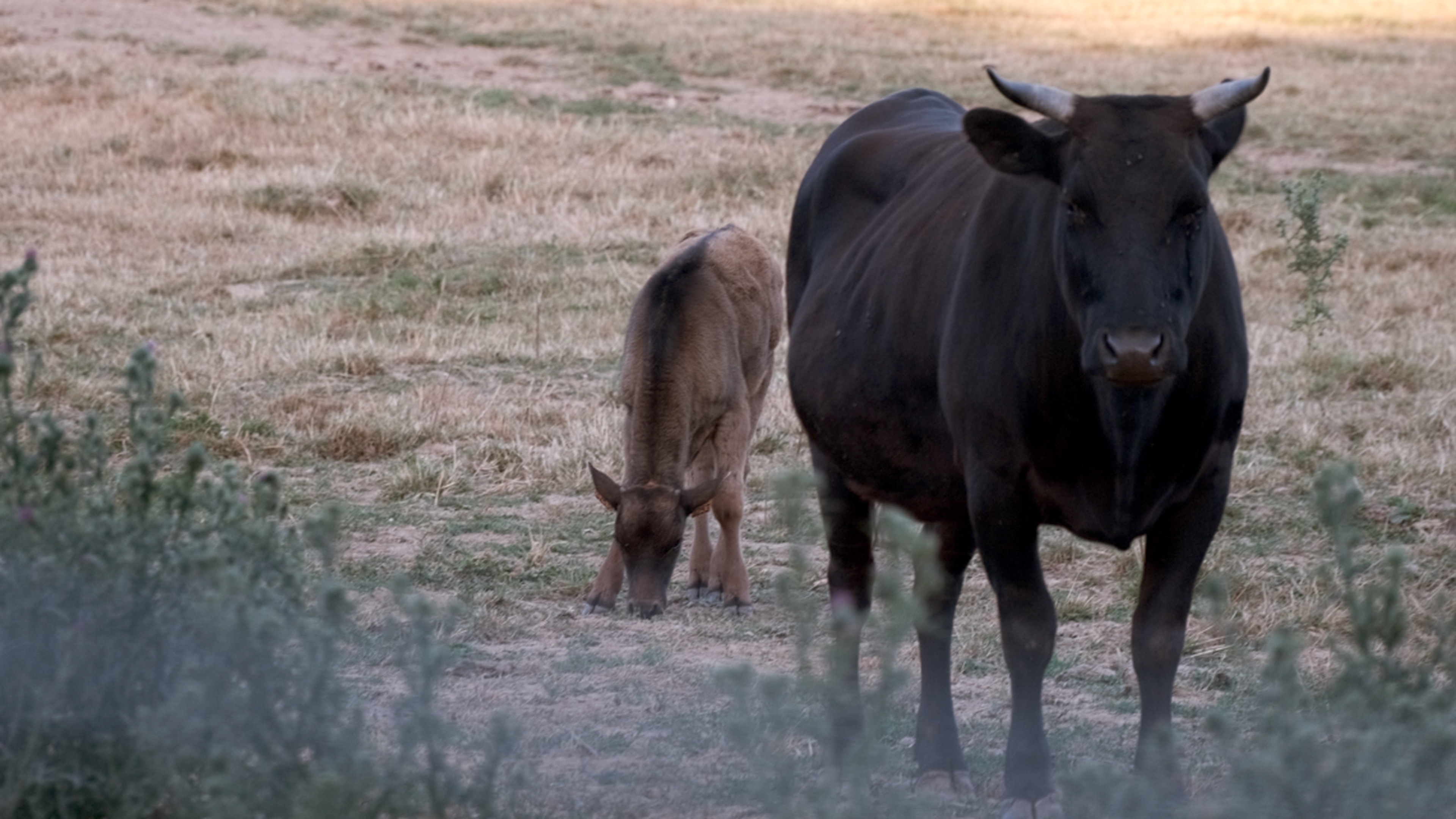 Raising “fat tail” sheep - legendary like Wagyu! : r/meat