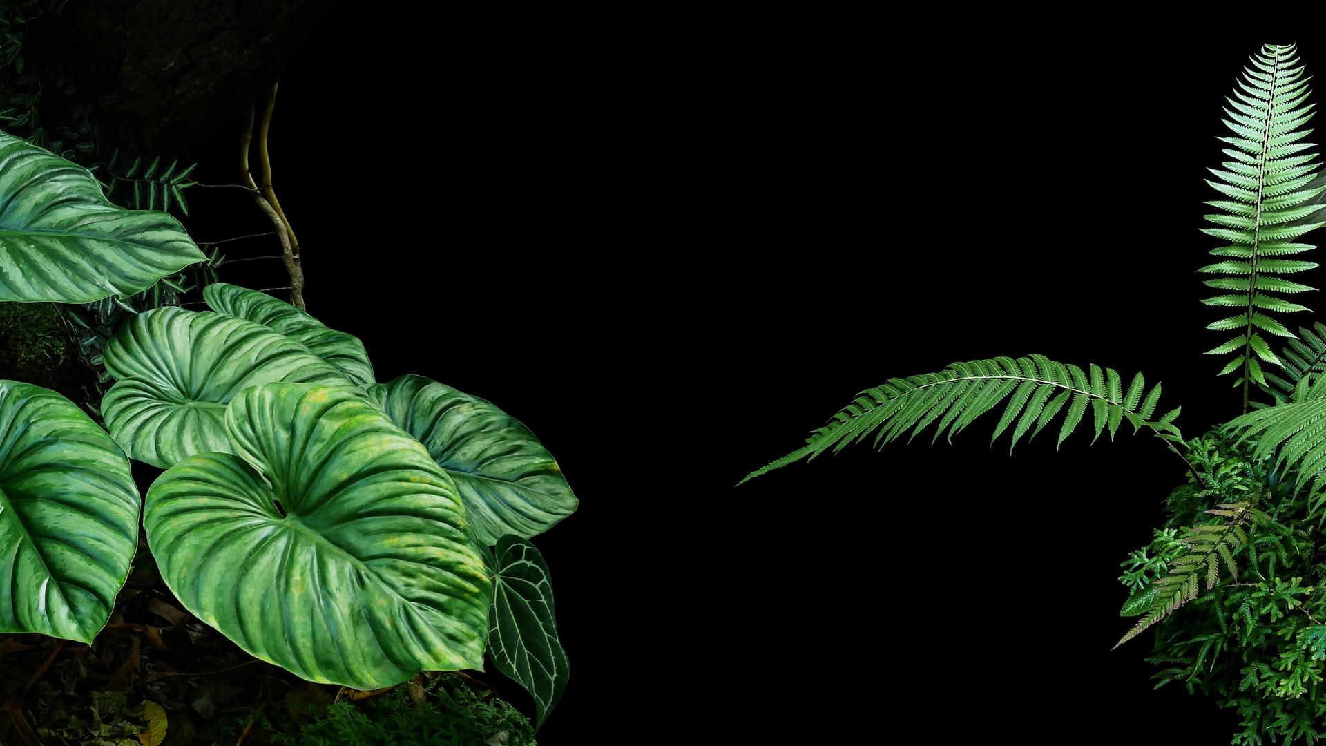 Tropical rainforest plants and bushes like ferns, palms and philodendrons can be added to a more basic jungle garden.