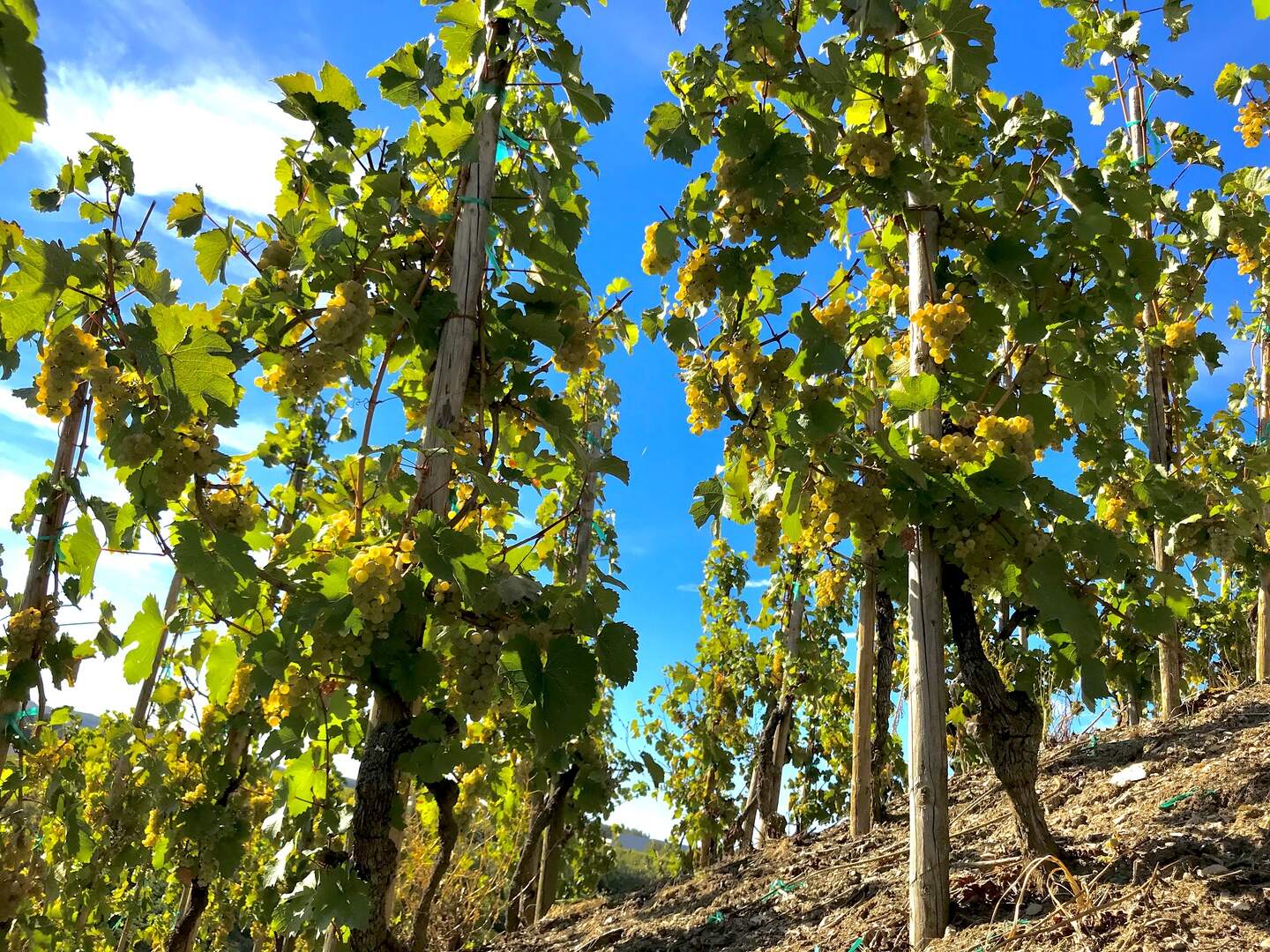 Racy Rieslings from Luxembourg's top vineyards | Luxembourg Times