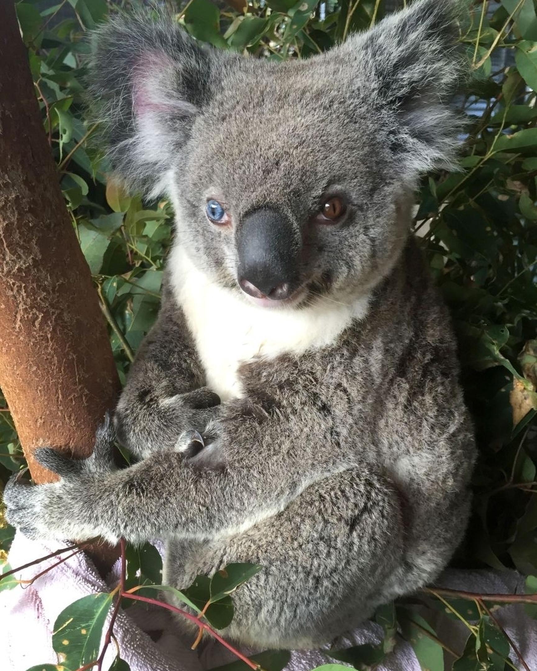 Cute koalas have become 'urban refugees