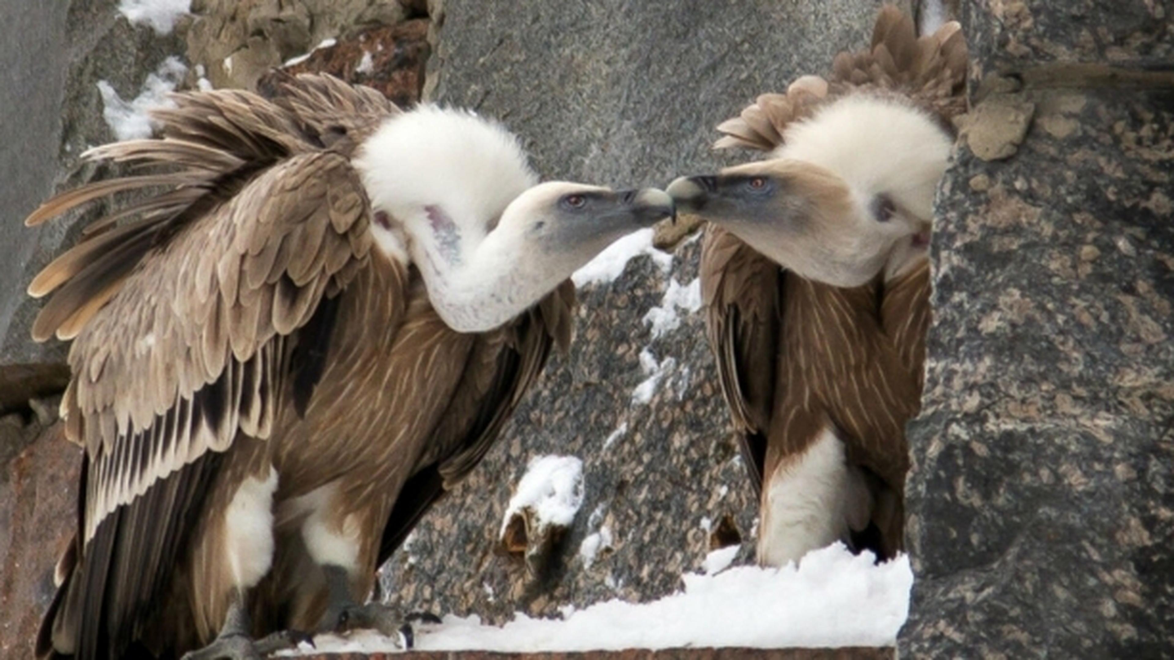 Gay vulture couple adopts egg in German zoo | Luxembourg Times