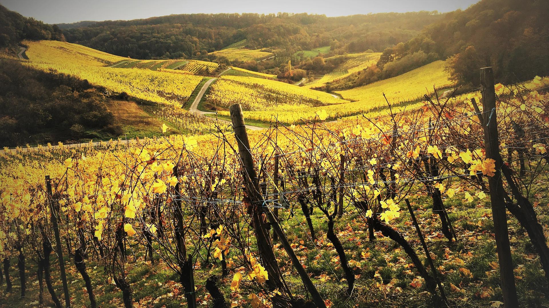 Luxembourg's famous wine growing region, the Moselle