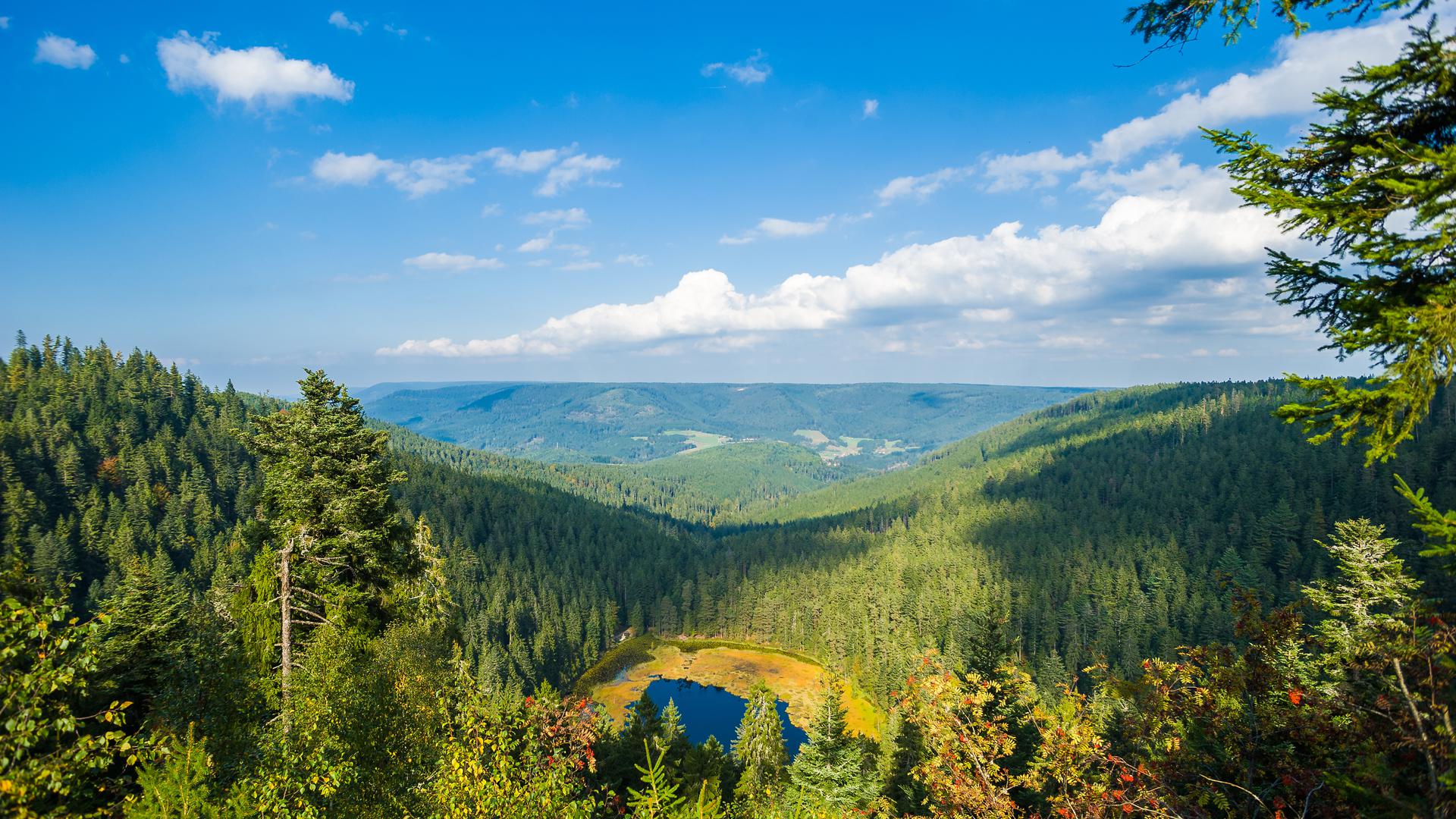 The Black Forest in Germany