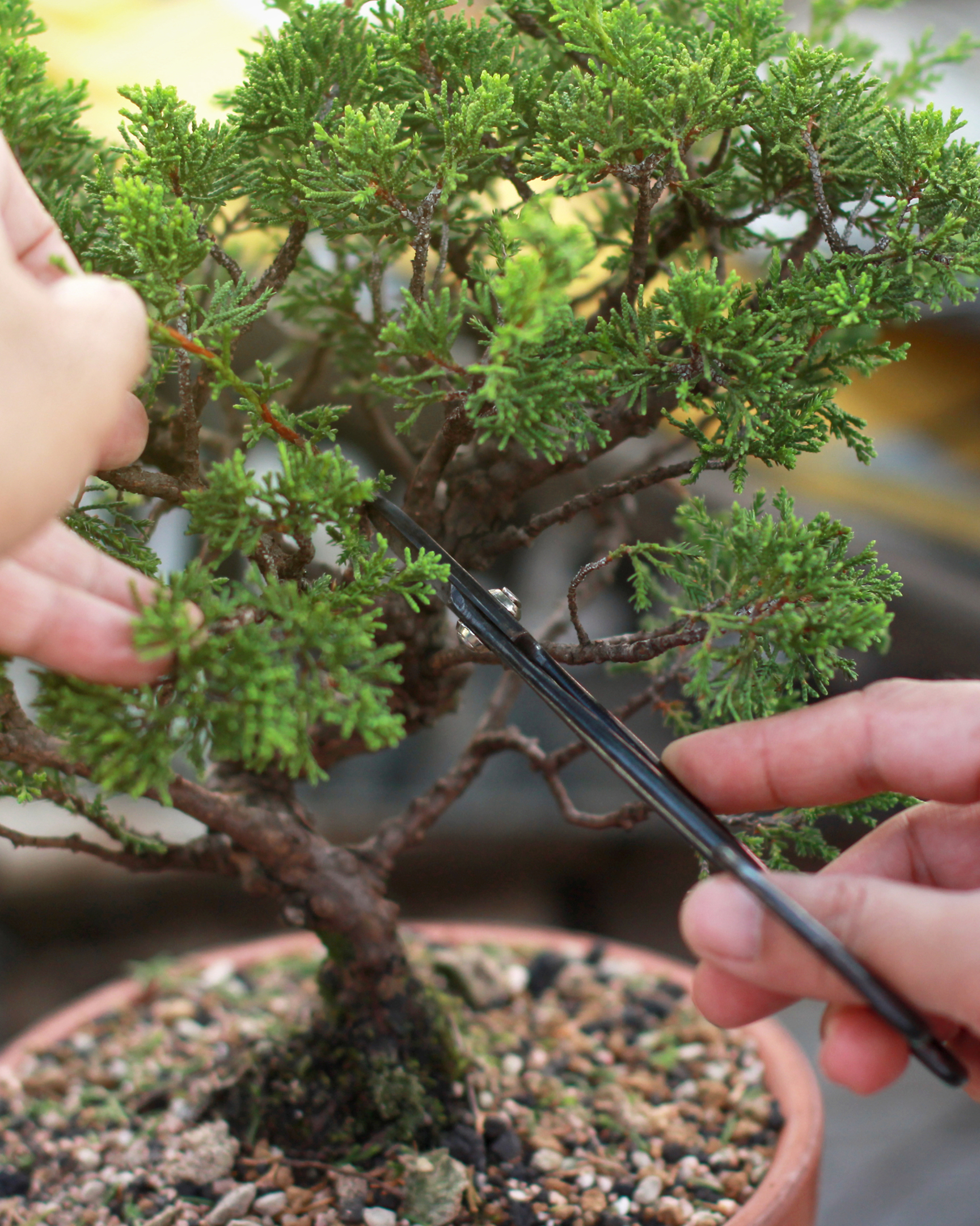 Meet Luxembourg's bonsai enthusiasts | Luxembourg Times