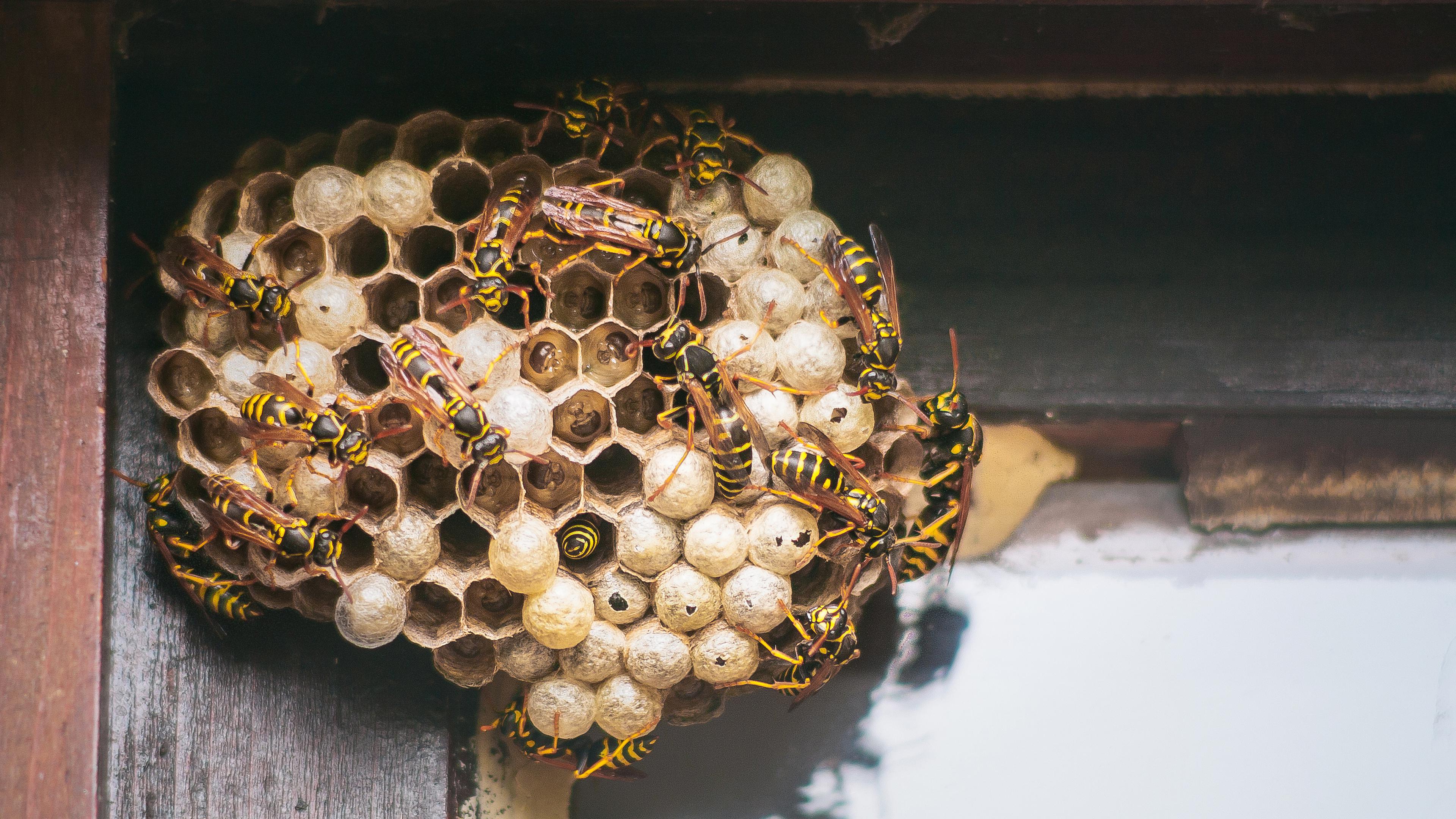 If you can cohabit peacefully, the advice is to leave a wasp nest until it is abandoned in Autumn Photo: iStockphoto