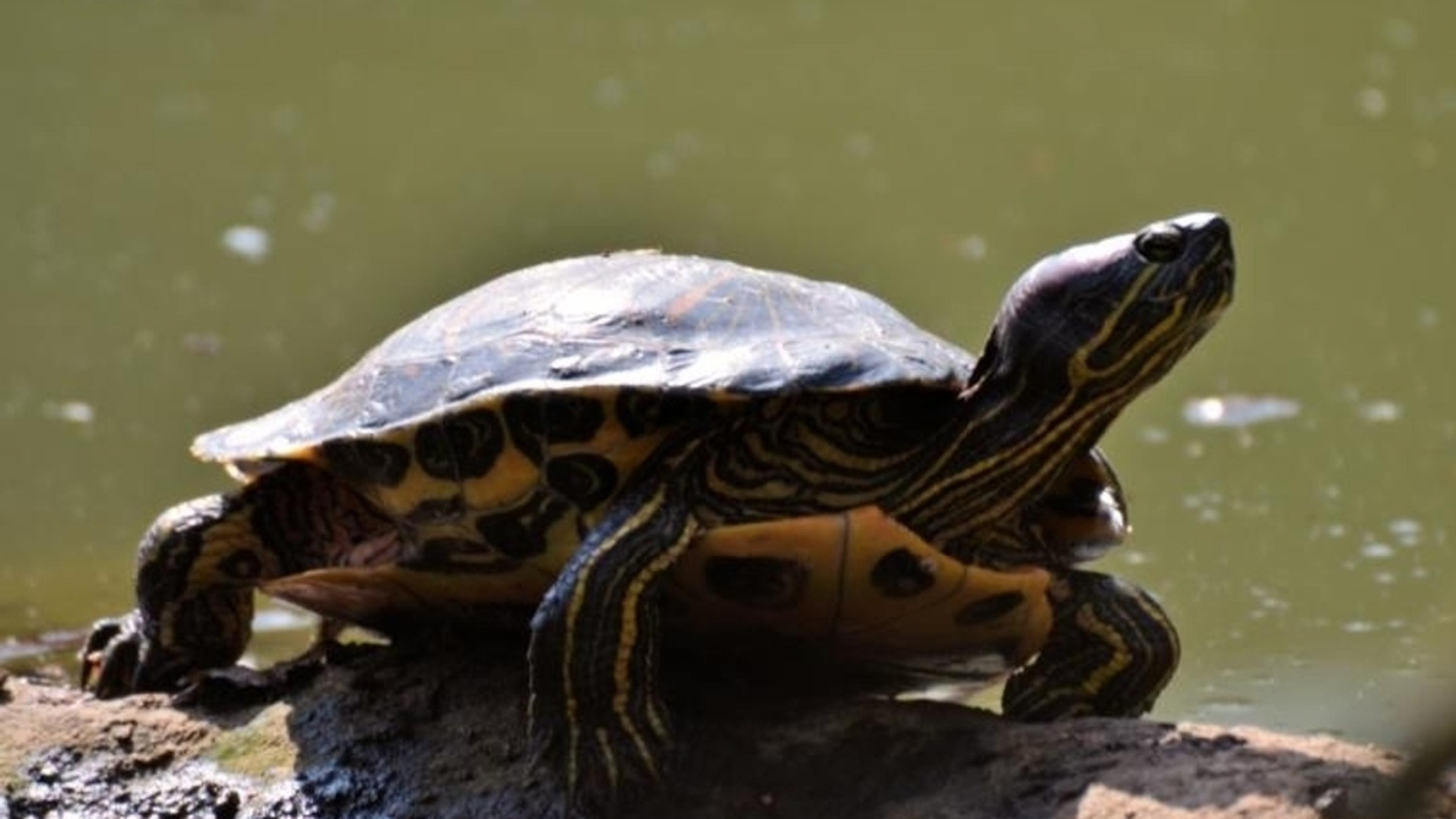 Turtles thrive at Echternach lake, but how did they get there ...