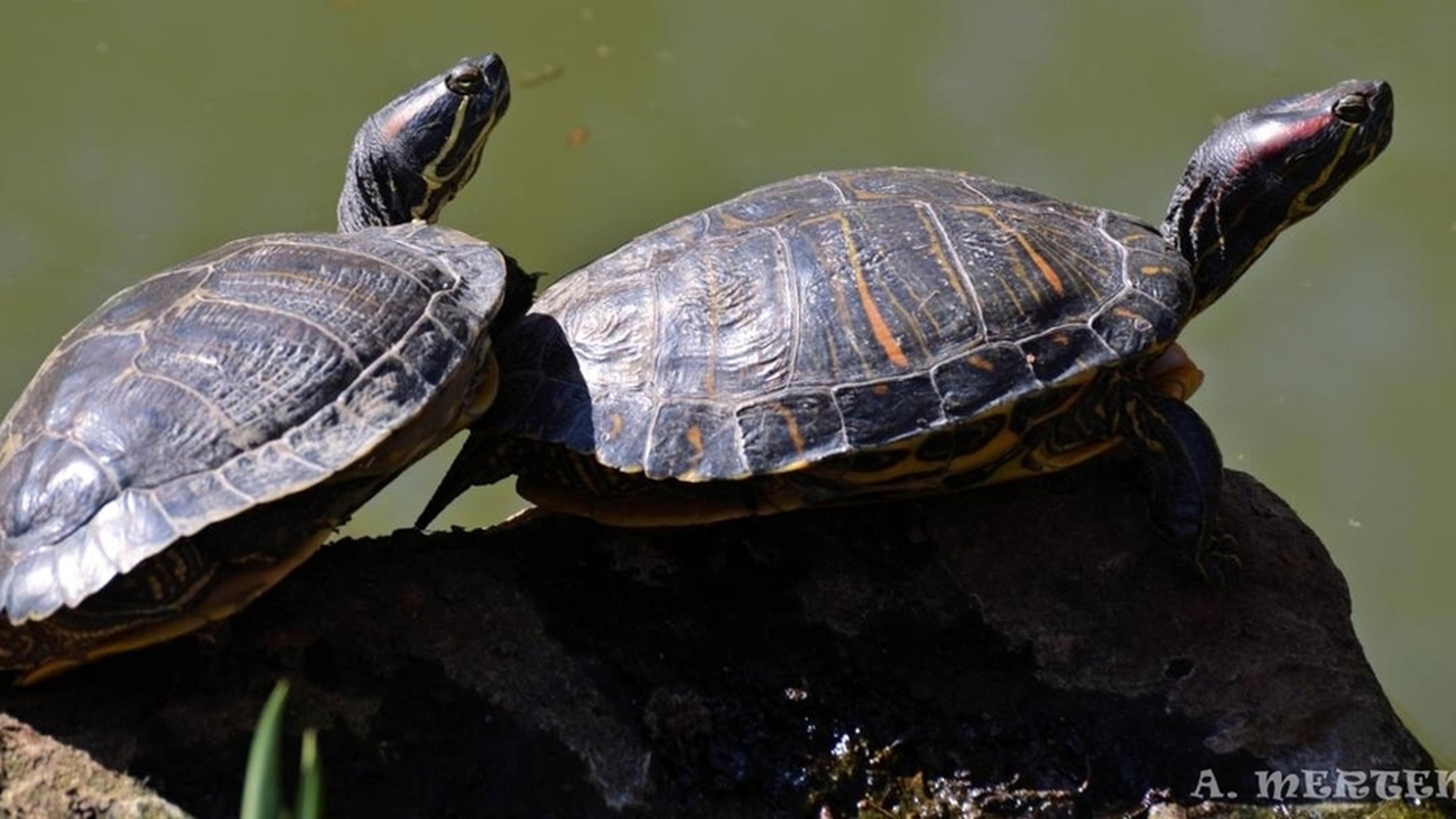 Turtles thrive at Echternach lake, but how did they get there ...