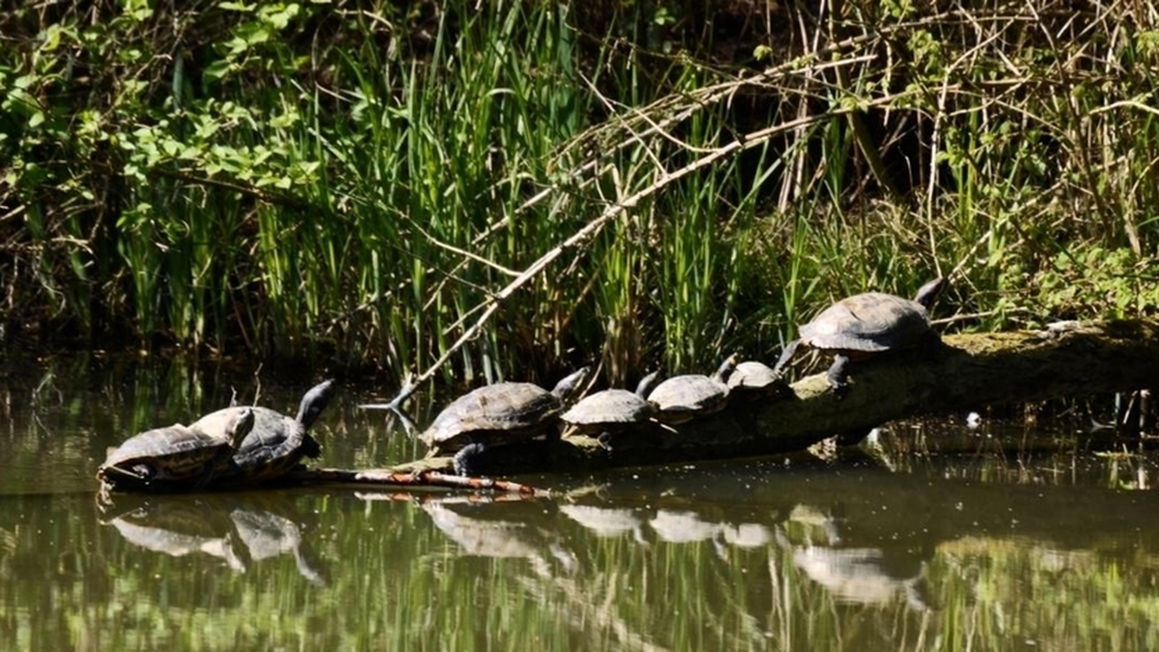 Turtles thrive at Echternach lake, but how did they get there ...