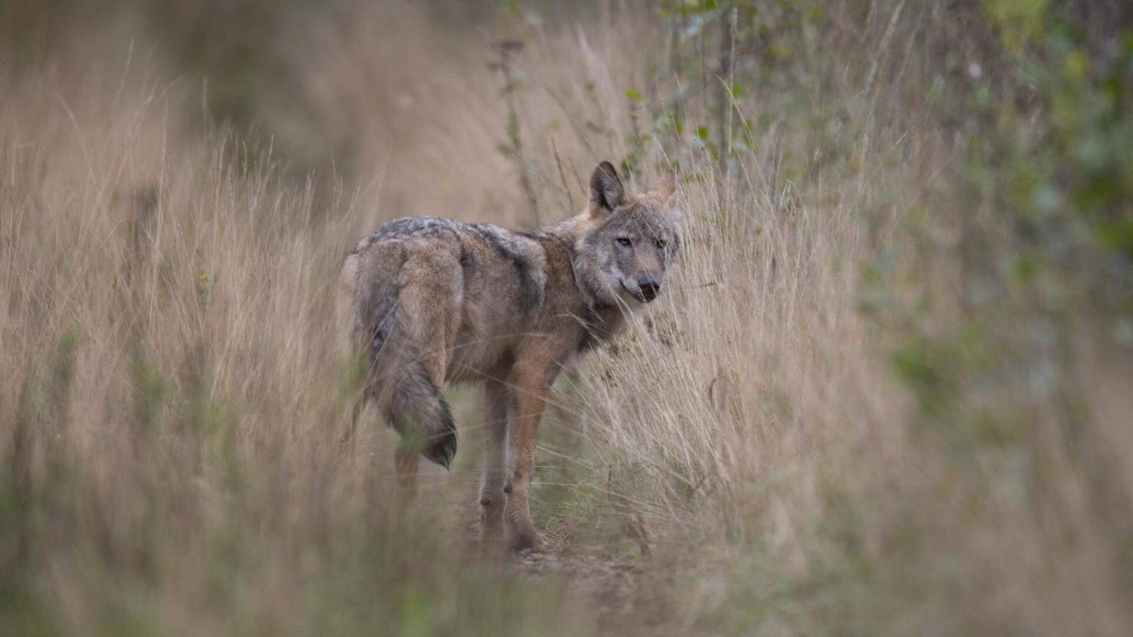 Fourth confirmed wolf sighting in Luxembourg this year - Vimarsana News