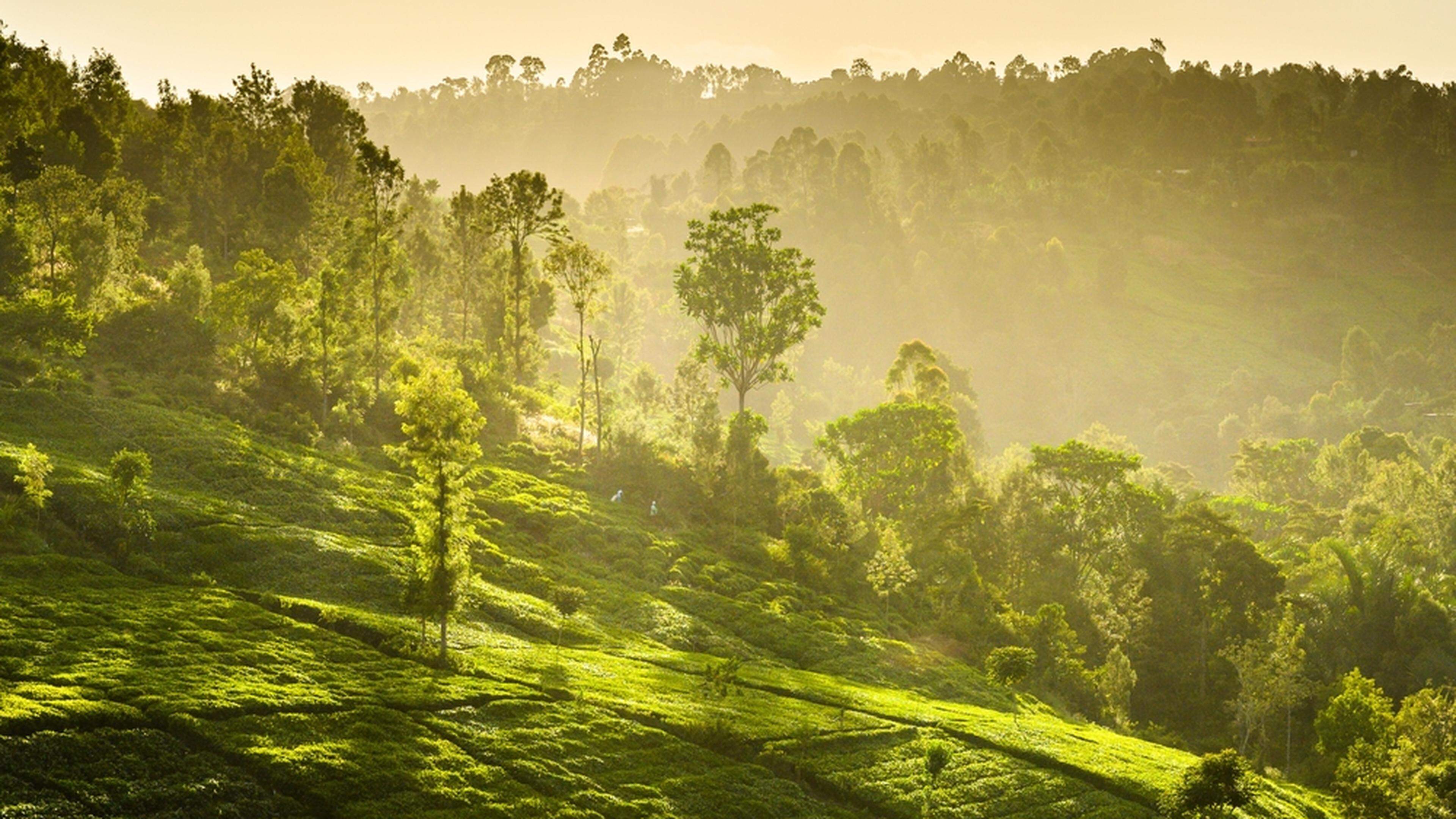 A tea plantation in Kenya