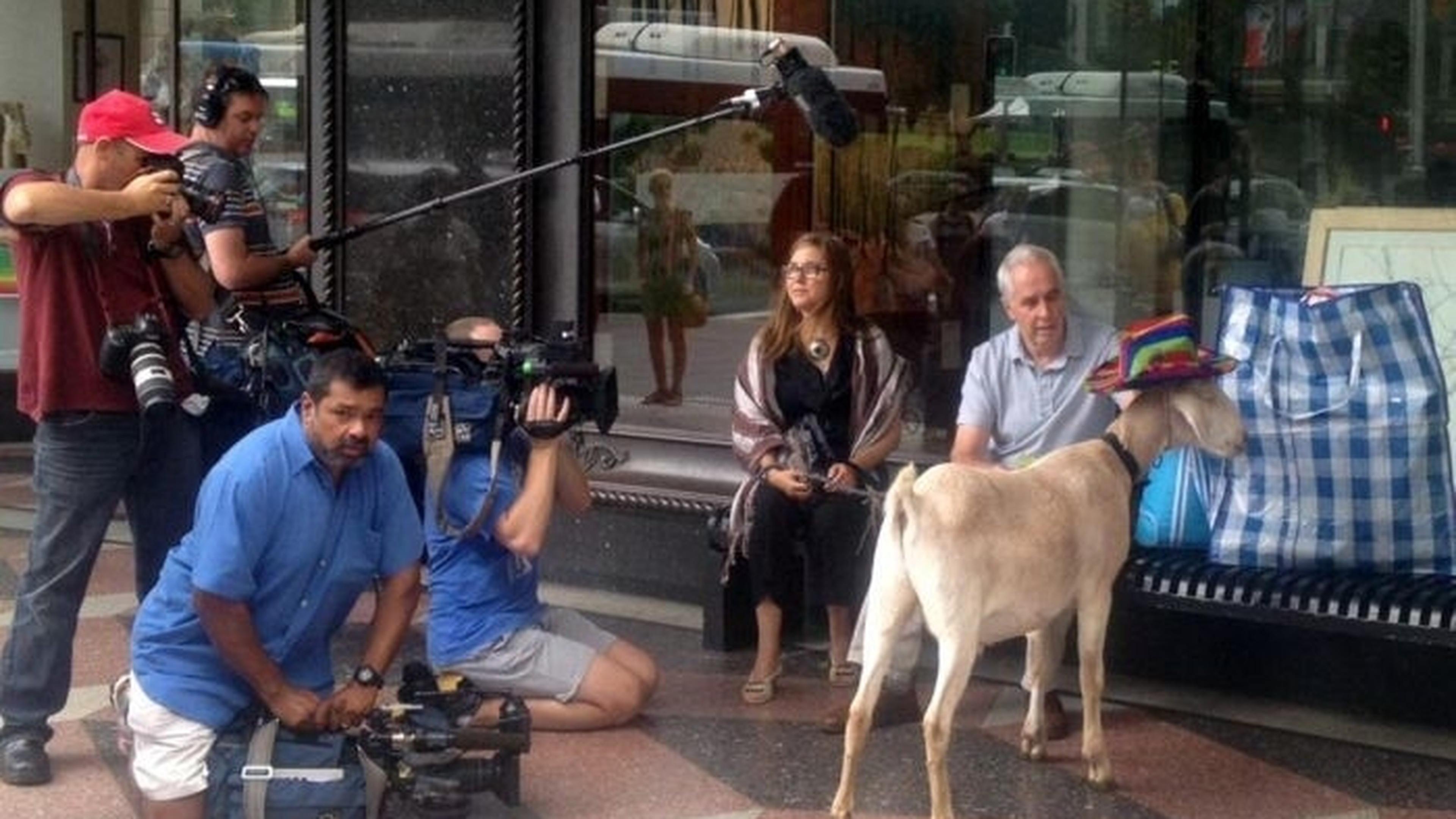 No butts about it, Gary the goat is innocent! | Luxembourg Times