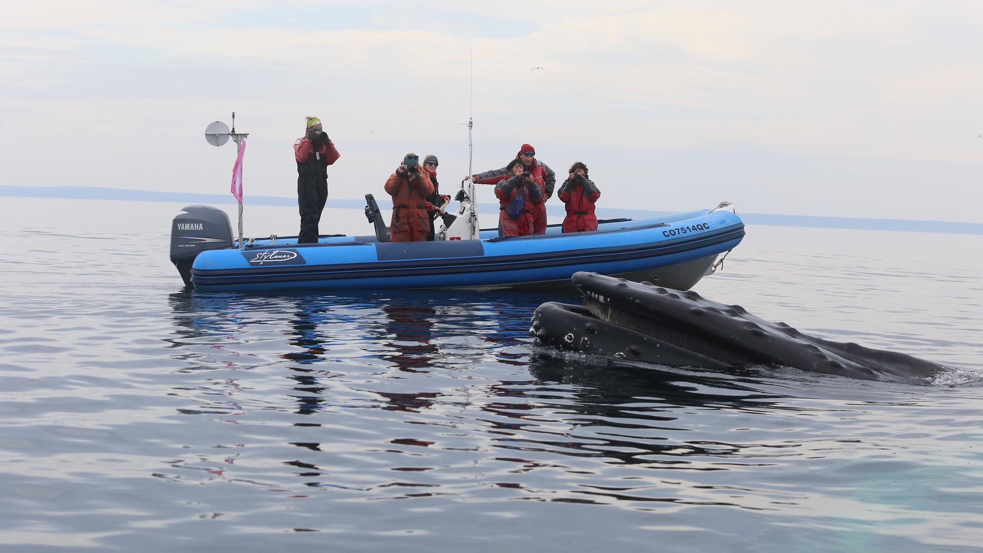 Anna Schleimer studied the grey whales off the coast of Vancouver Island, B.C. and the humpback whales in the Gulf of St Lawrence, Quebec