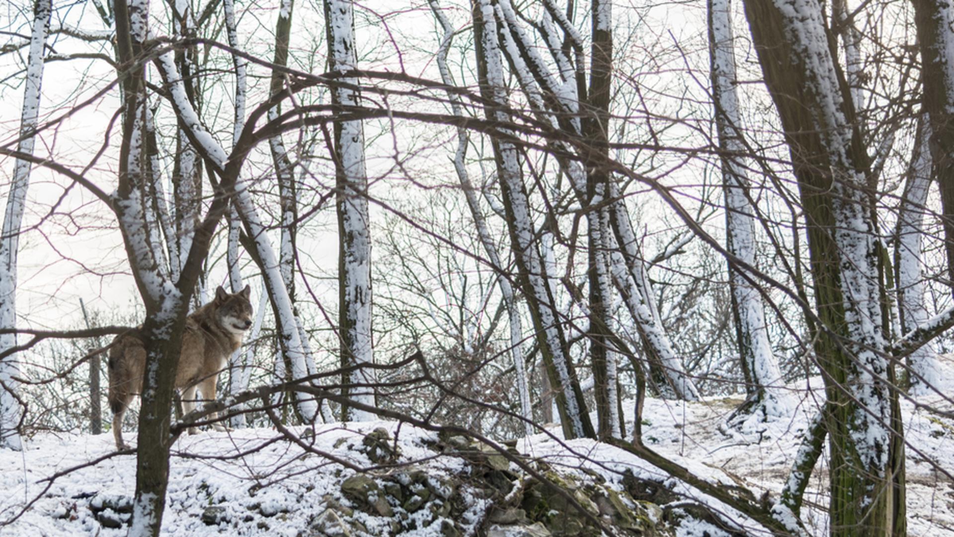 20 wolves in seven packs roam the 8 hectare Wolfpark in Merzig Photo: Shutterstock