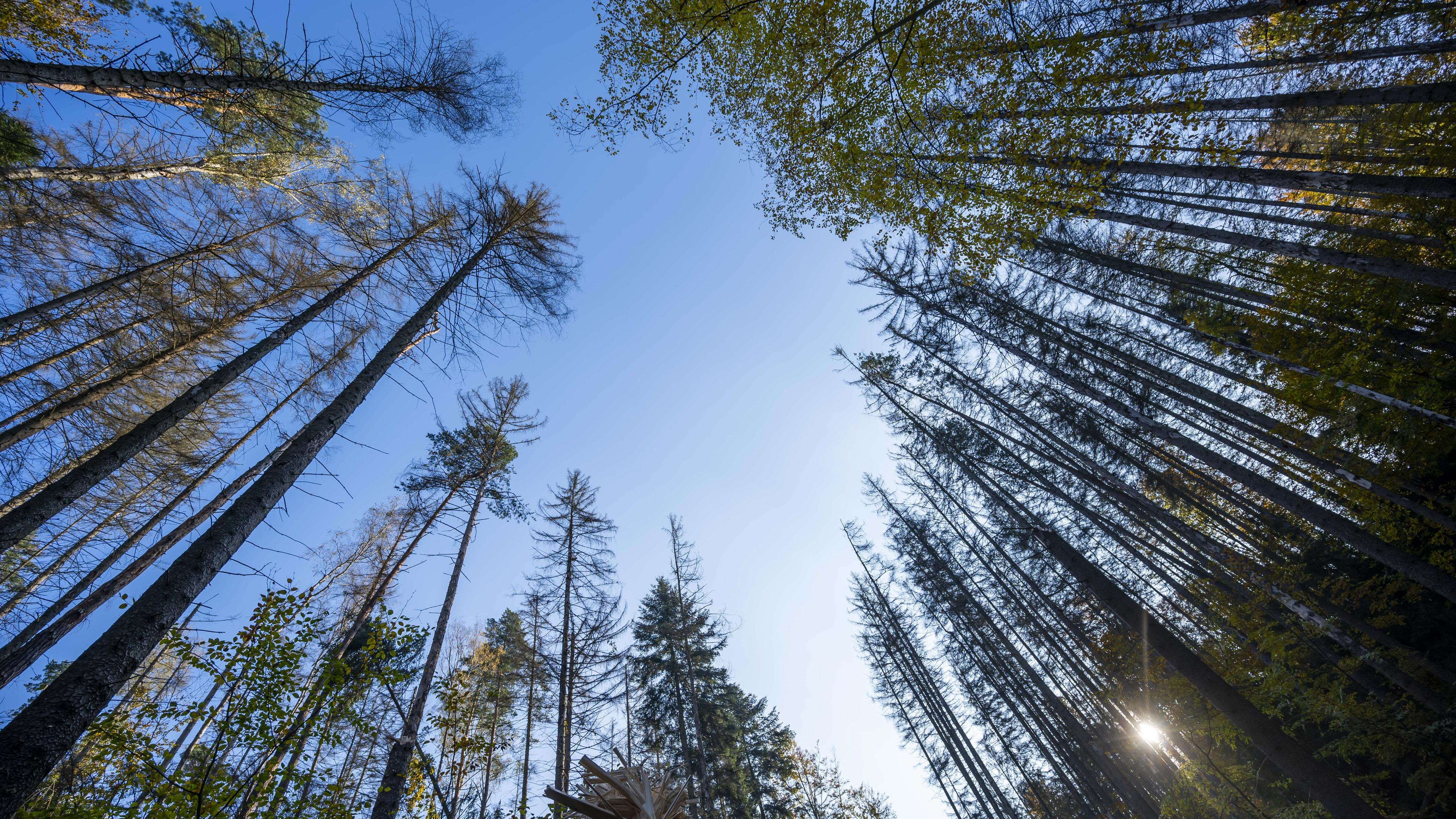 ARCHIV - 28.10.2021, Sachsen, Sebnitz: Die Bäume eines Mischwaldes sind im Nationalpark Sächsische Schweiz zu sehen. (zu dpa: «Hohe Waldbrandgefahr in Sachsen - Entspannung aber in Sicht») Foto: Matthias Rietschel/dpa-Zentralbild/dpa +++ dpa-Bildfunk +++