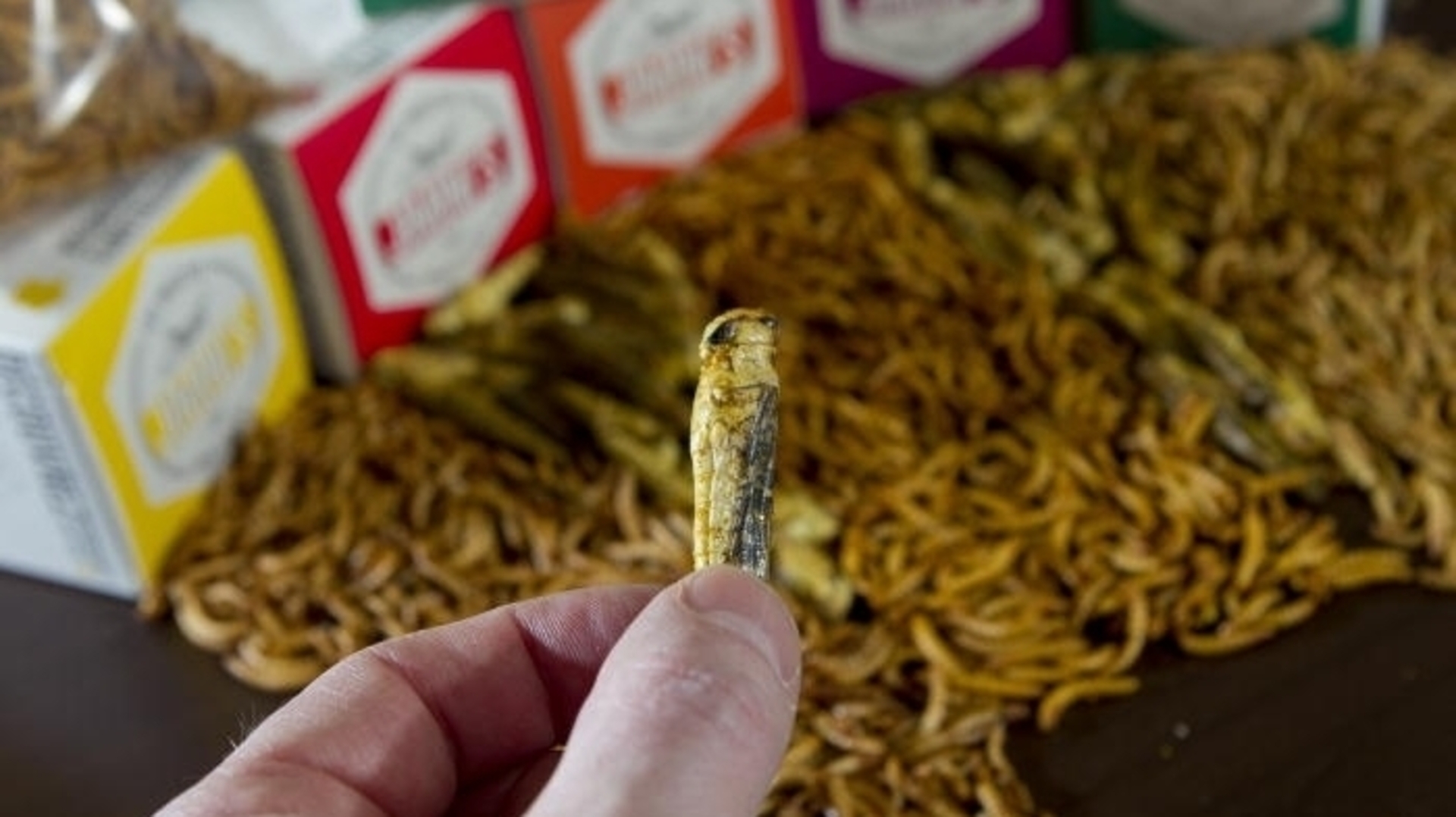 Crunchy and packed with protein - flavoured insects sold in Luxembourg ...