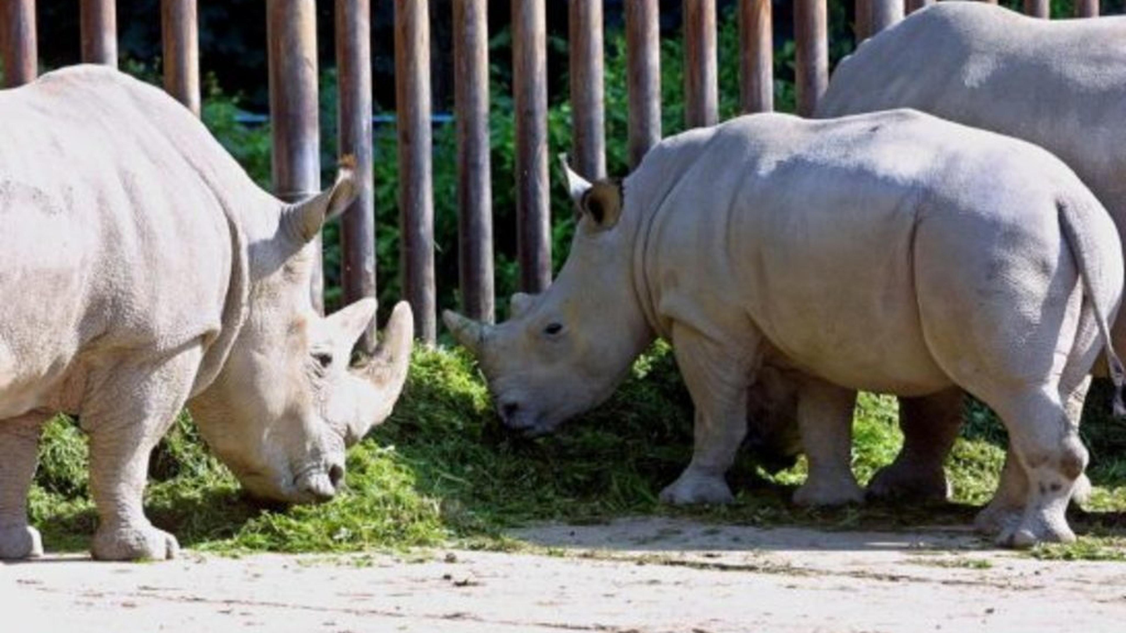 The end is nigh for northern white rhinos | Luxembourg Times